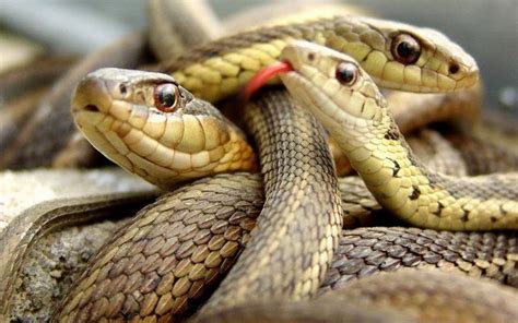 lottery number for snakes|Lottery and Dreaming of Snakes: What is the Meaning .